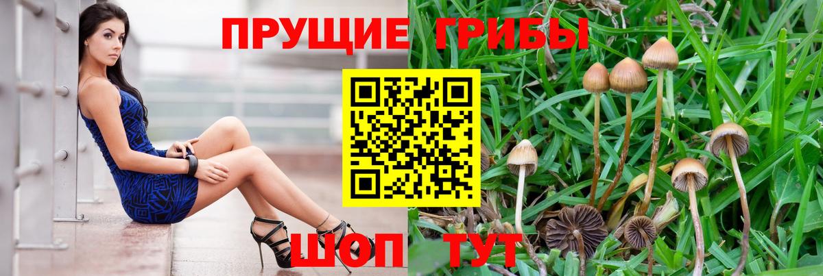 Галлюциногенные грибы Magic Shrooms  Вход с VPN  Киселёвск  Псилоцибиновые грибы Magic Shrooms 